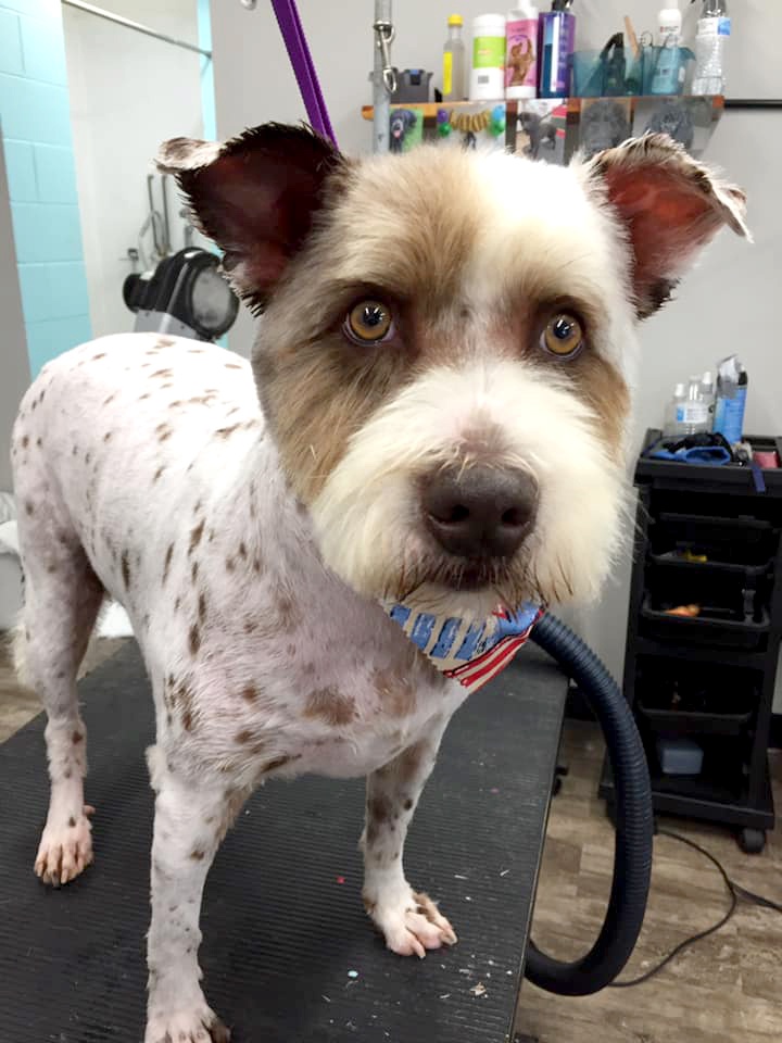 Grooming_12 dog with bandana on grooming table