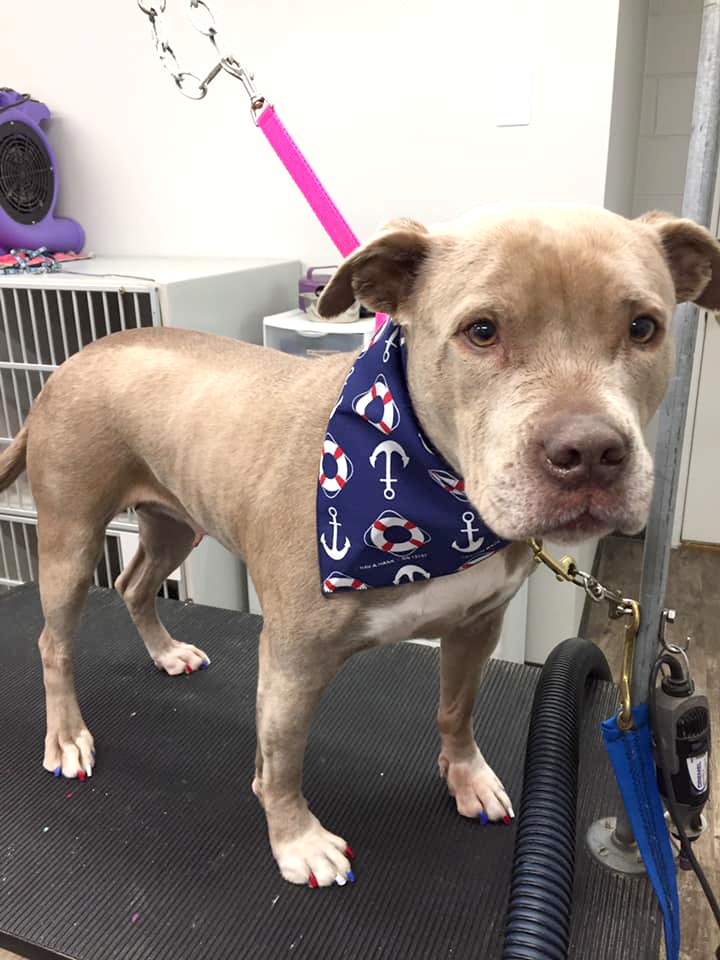Grooming_14 dog with bandana on grooming table