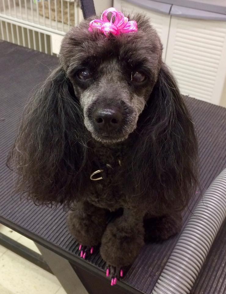 Grooming_2 dog with bow and pink nails on grooming table