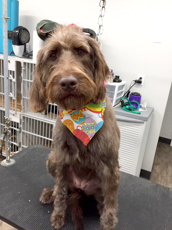 Grooming_3 dog with bandana on grooming table