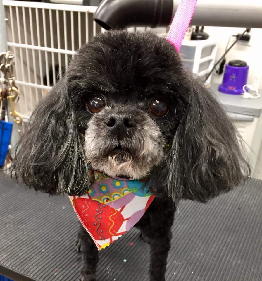 Grooming_4 dog with bandana on grooming table