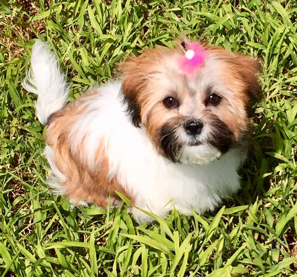 Grooming_5 dog with bow sitting in the grass