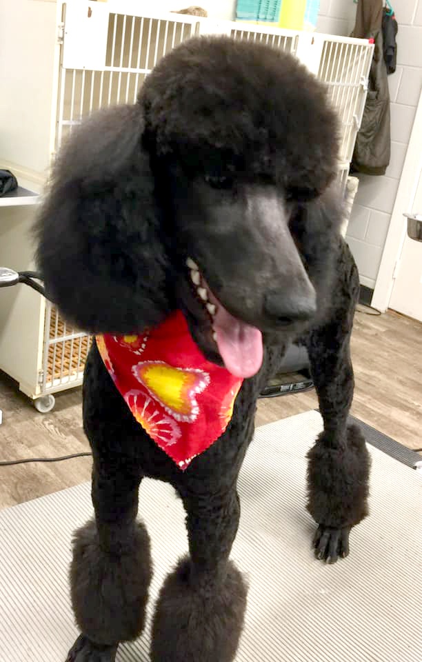 Grooming_6 poodle dog with bandana on grooming table