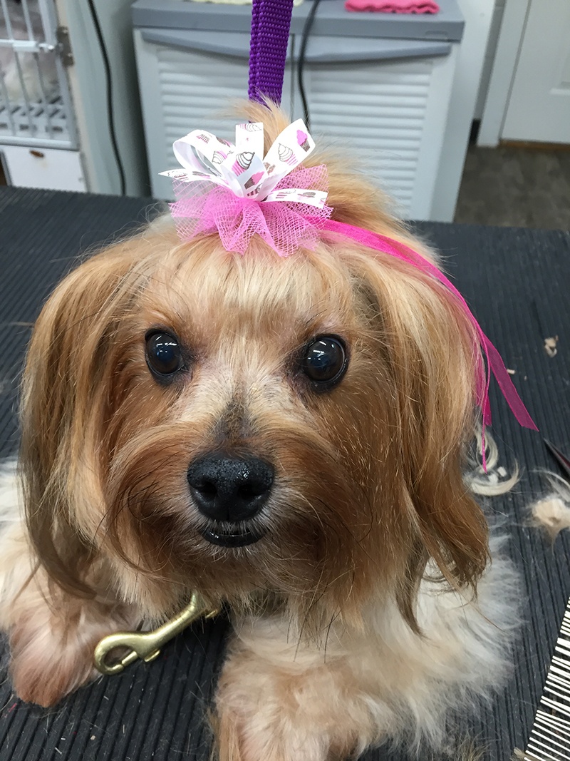 Grooming_16 Dog with bow after South Paw Bed & Bath grooming services