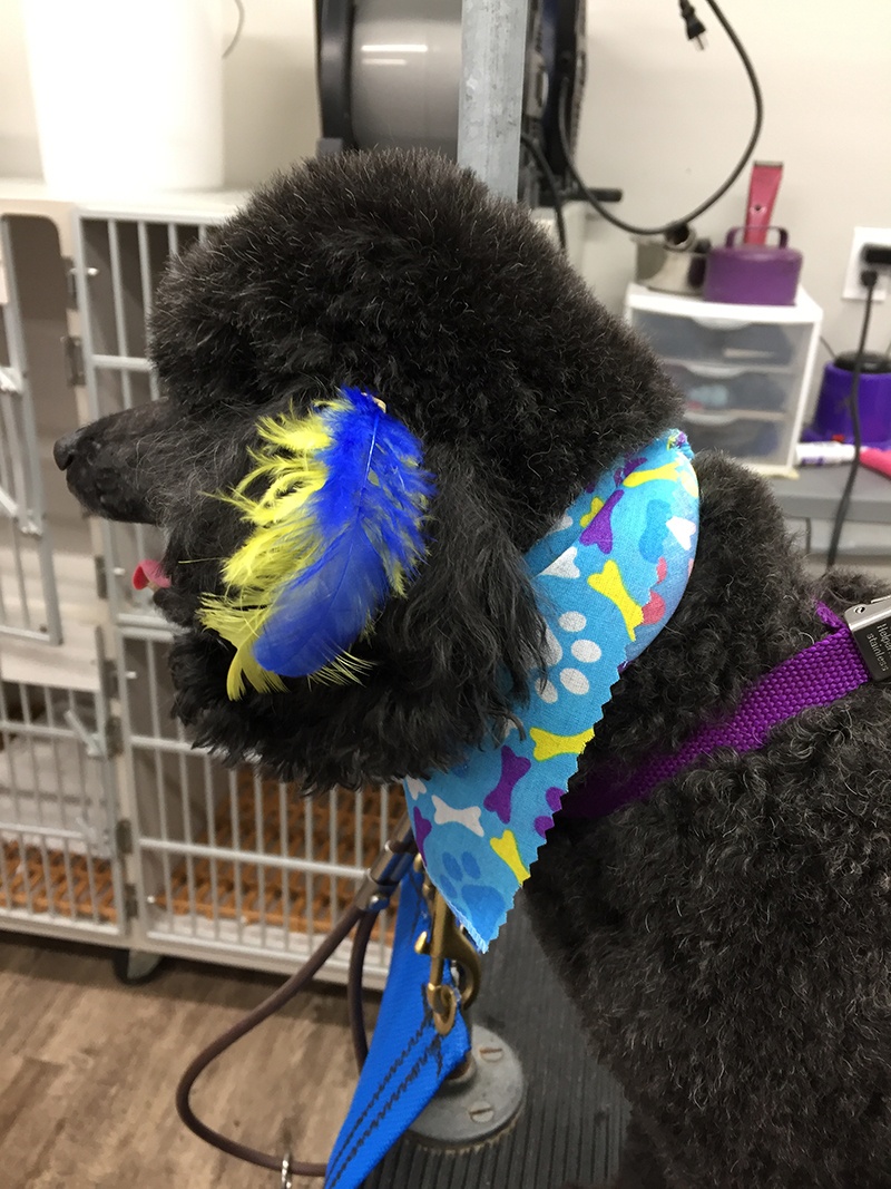 Grooming_19 Dog after South Paw Bed & Bath grooming services