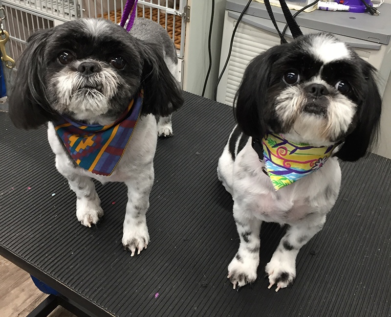 Grooming_20 Dog after South Paw Bed & Bath grooming services