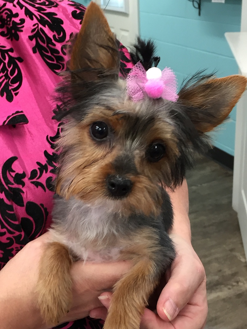 Grooming_21 Dog after South Paw Bed & Bath grooming services