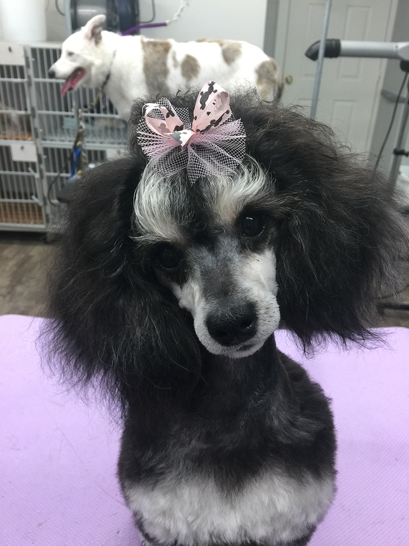 Grooming_22 Dog after South Paw Bed & Bath grooming services