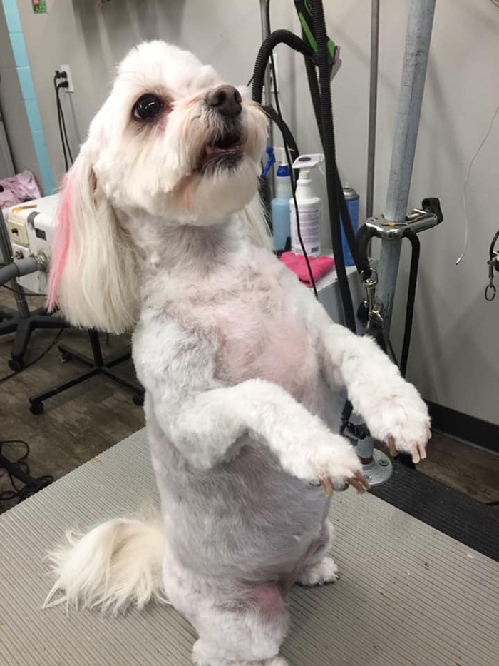 Grooming_23 Dog after South Paw Bed & Bath grooming services