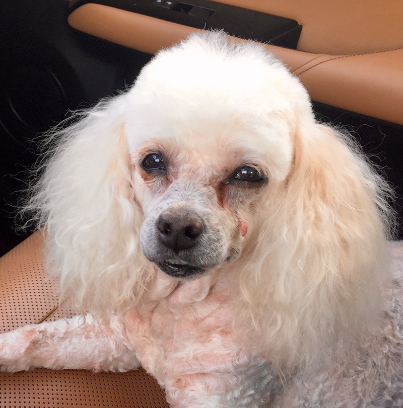 Grooming_24 Dog after South Paw Bed & Bath grooming services
