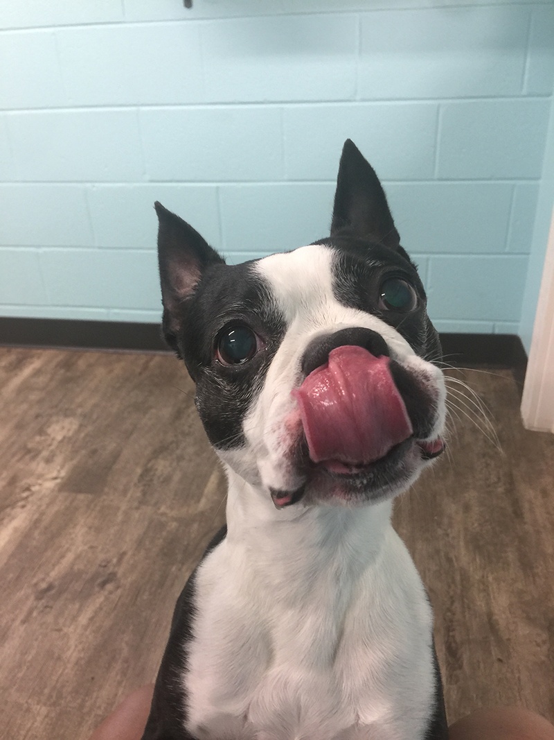 Grooming_27 boston terrier