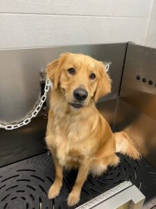 South-PAw-Golden South-PAw-Golden