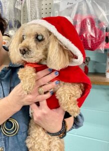South-Paw-Dog-Dressed-Up-Christmas South-Paw-Dog-Dressed-Up-Christmas
